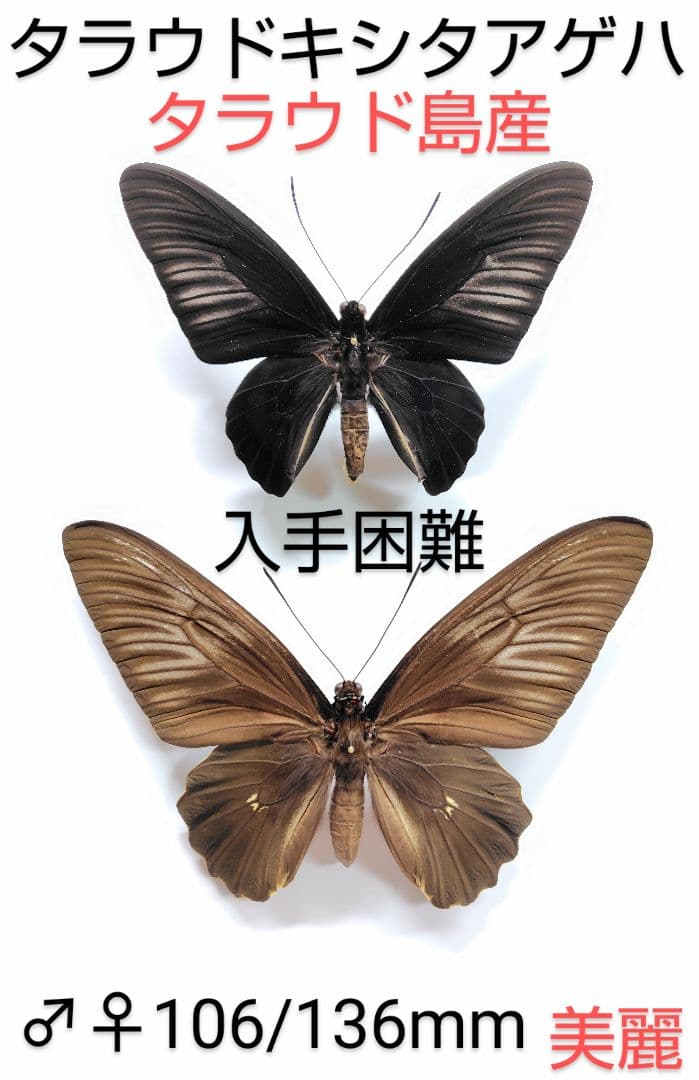 タラウドキシタアゲハ♂♀標本 ★タラウド島産★106/136mm 美麗標本→珍