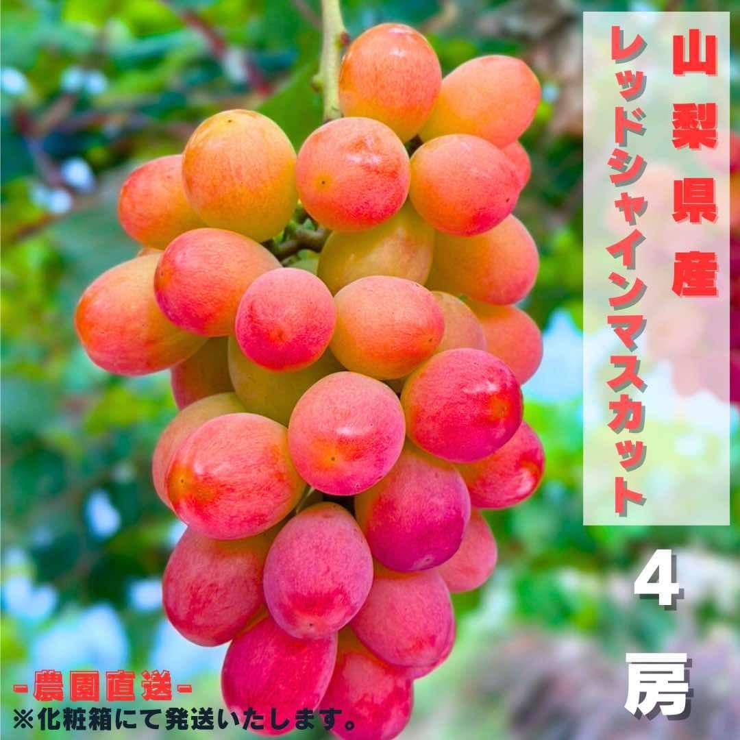 【サンシャインレッドシャ4房】山梨県産 化粧箱送料込