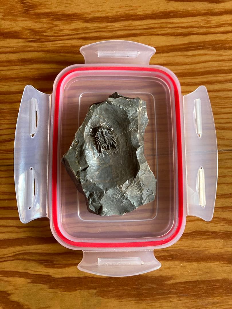 モロッコ　超絶激レア　三葉虫　化石