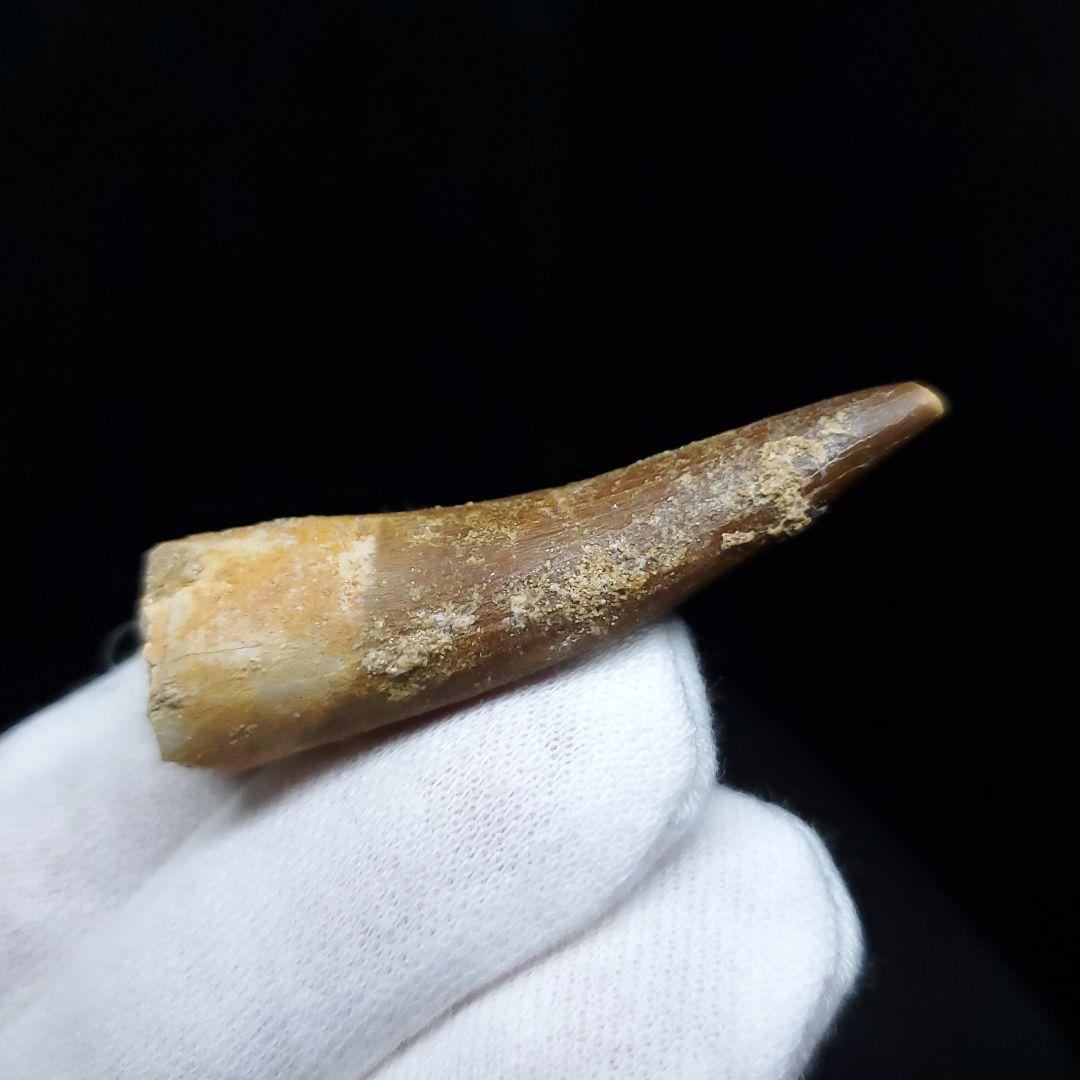 プレシオサウルス 化石 歯 本物 モロッコ産 43.21mm ケース pr85