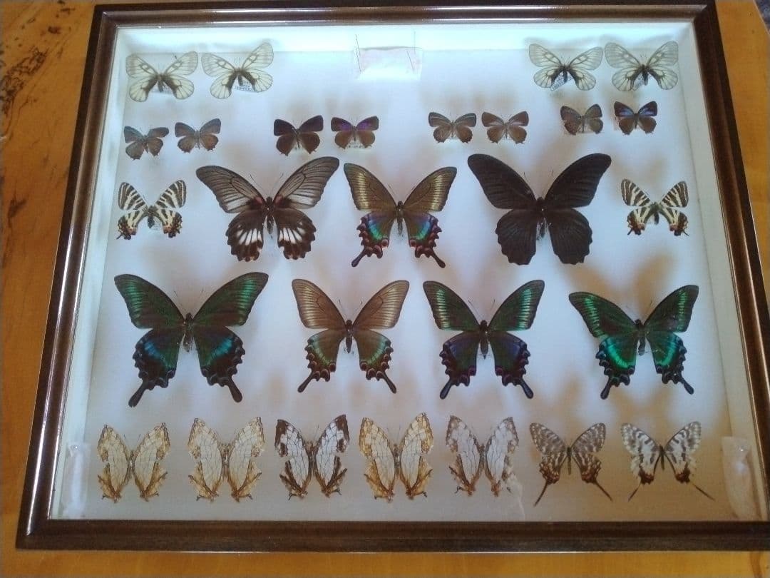 蝶の標本セット　沖縄産 1