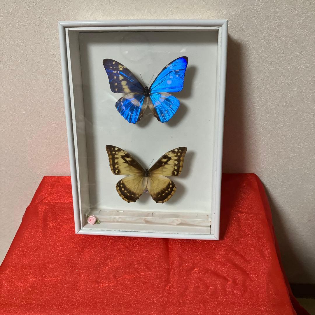 （稀）美麗キプリスモルフォペアー