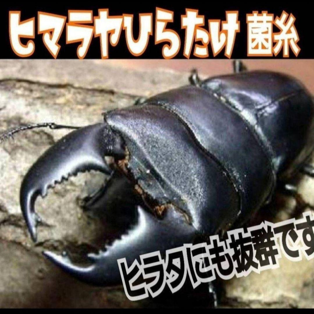 極上！ヒマラヤひらたけ菌糸瓶【１０本セット】トレハロース、キトサン強化配合！