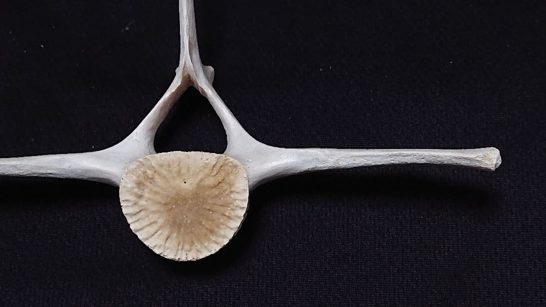 【希少】イルカの骨 美品_7