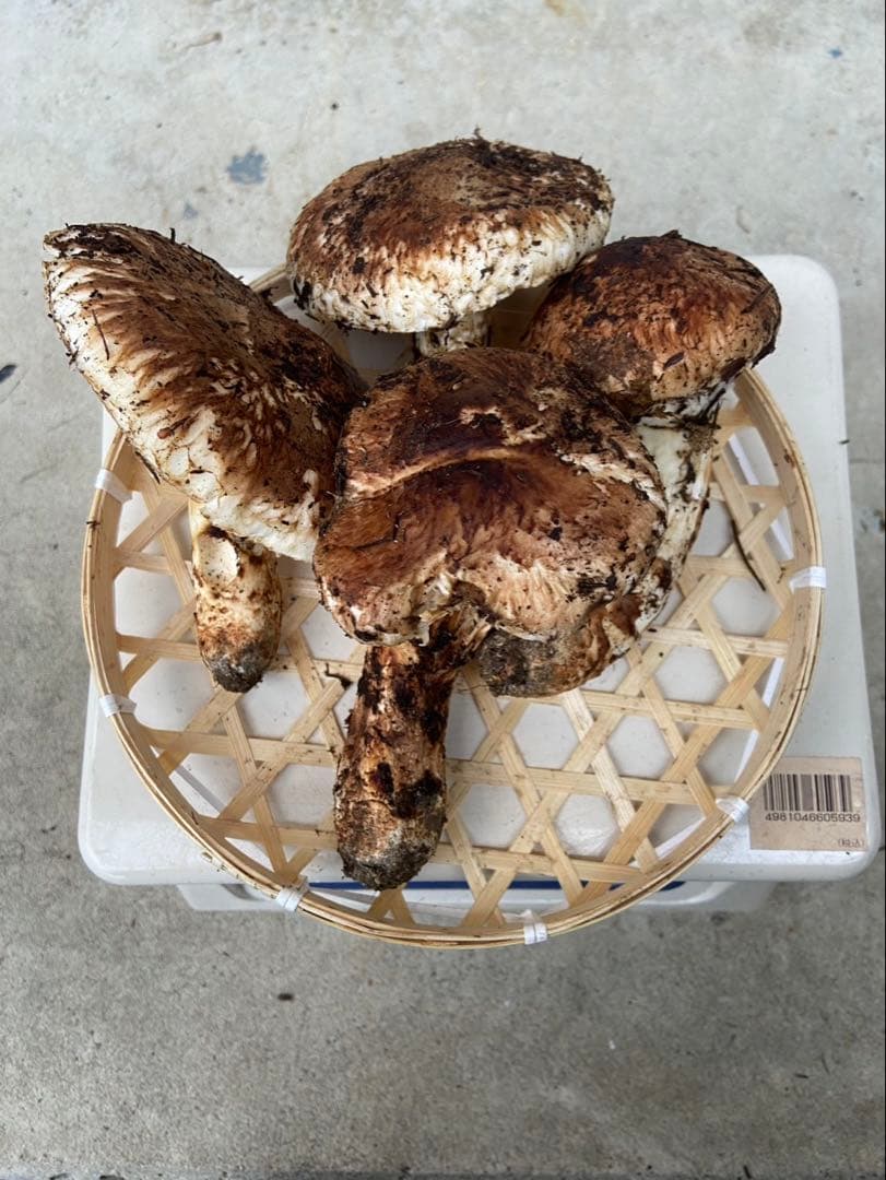 岩手県産松茸　開き