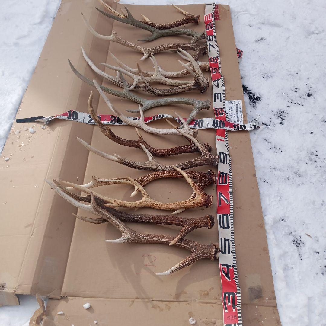 S*i様 天然蝦夷鹿の角、犬用おもちゃ 工芸品などに ５番