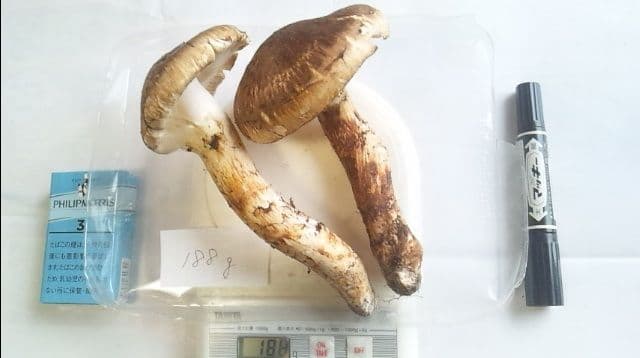 山形県産 松茸 国産 マツタケ まつたけ 松茸専門販売採取その12