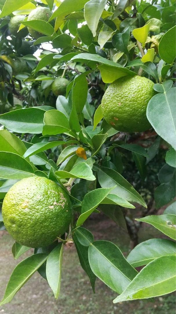 引越し断捨離さん専用　完全無農薬　ゆず　7kg