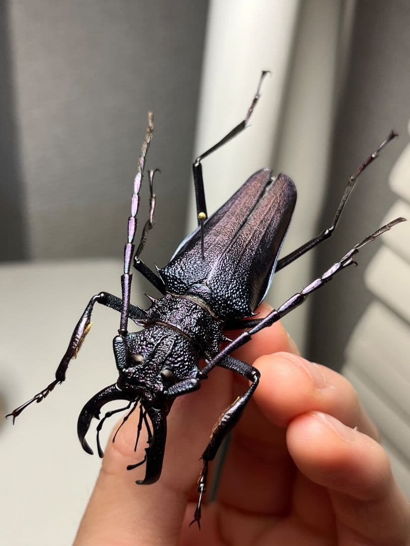 【濃紺】ツヤケシオニノコギリカミキリ ムラサキオニノコギリカミキリ キンオニ標本