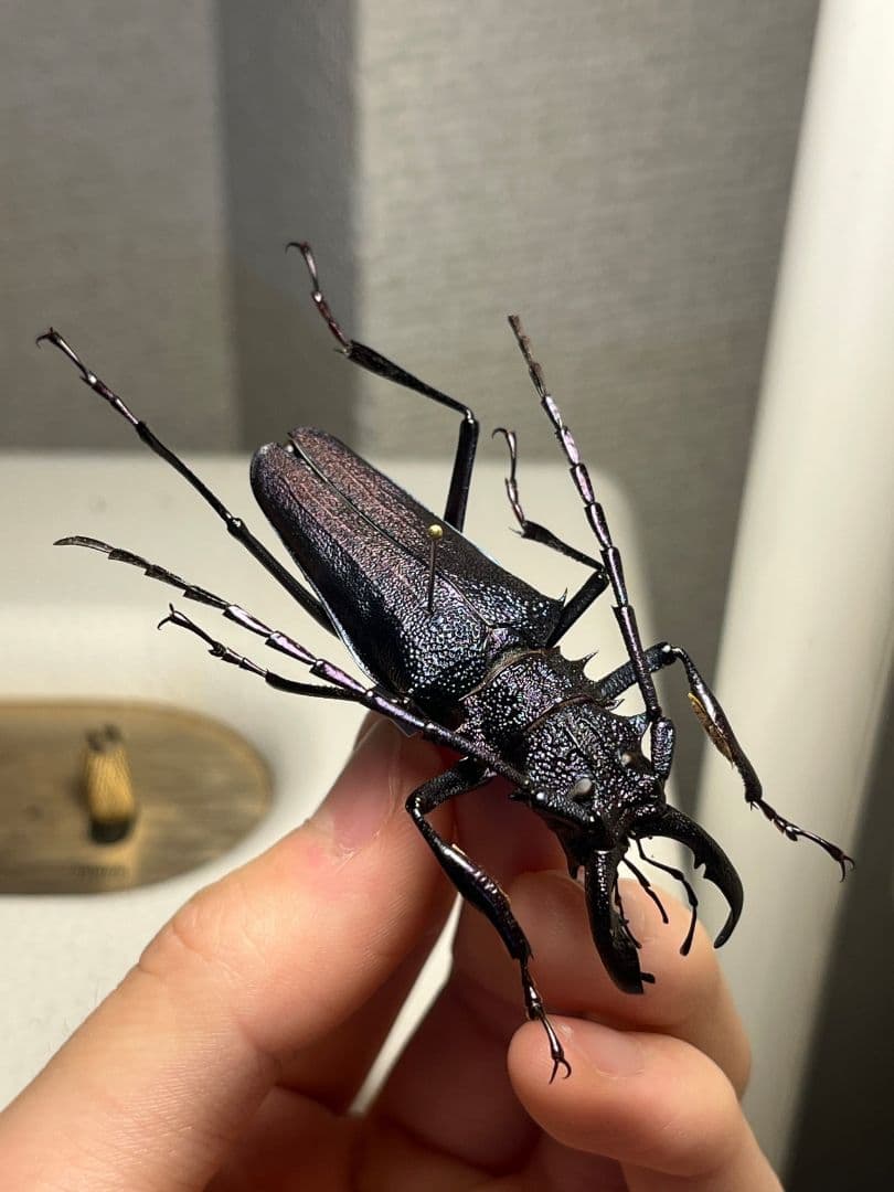 【濃紺】ツヤケシオニノコギリカミキリ ムラサキオニノコギリカミキリ キンオニ標本