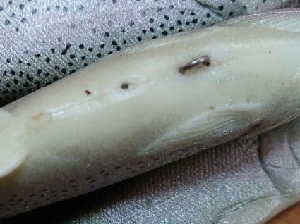 ハドルストン ハドルトラウト 8インチ×2 6インチ×1 オールド