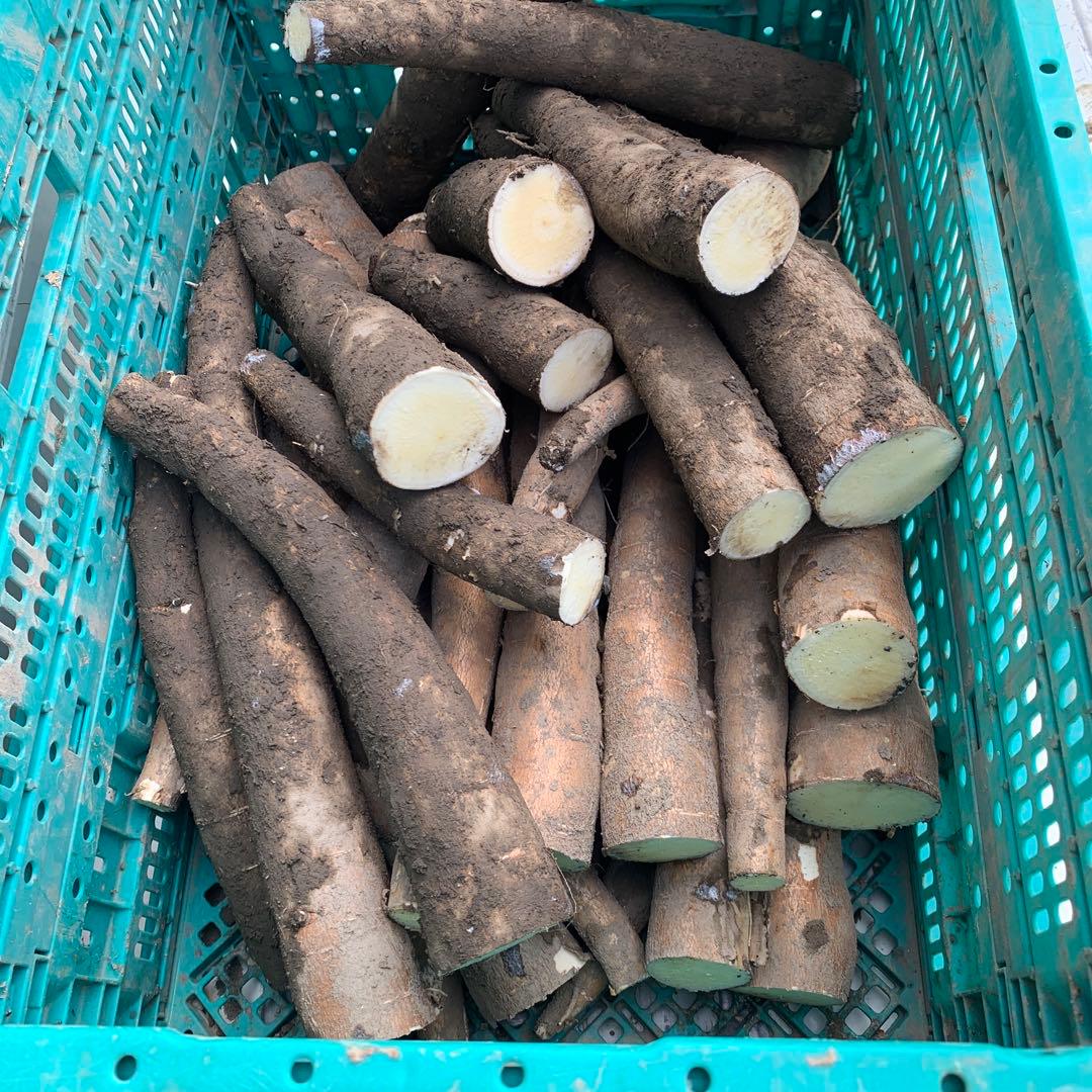 残りわずか！商品説明欄必読【新鮮品質】キャッサバ芋 23kg