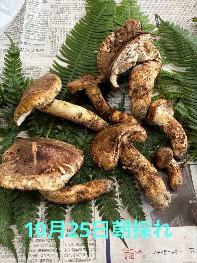 国産松茸‼️訳あり品