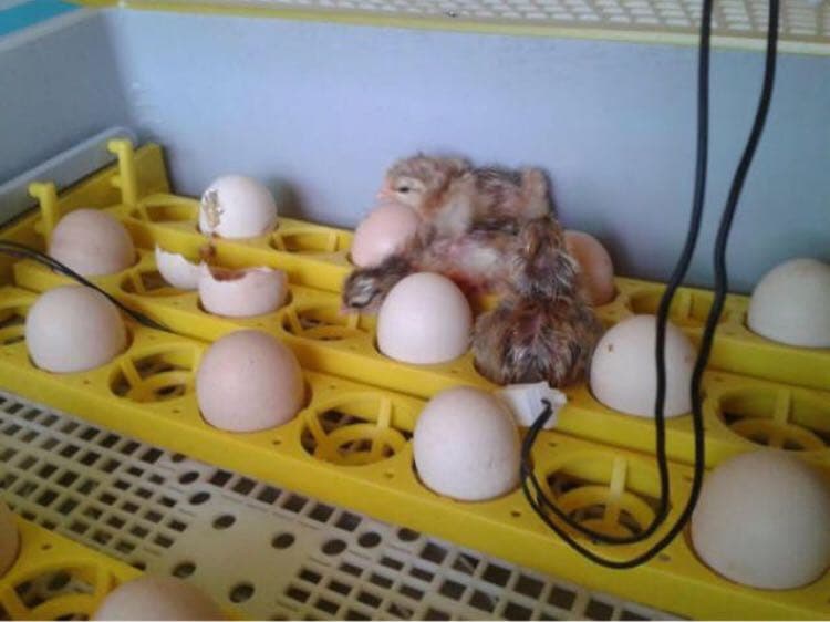 Ｍ-Ｒ-Ｔ　LED 鳥類専用孵卵器　孵卵機　インキュベーター