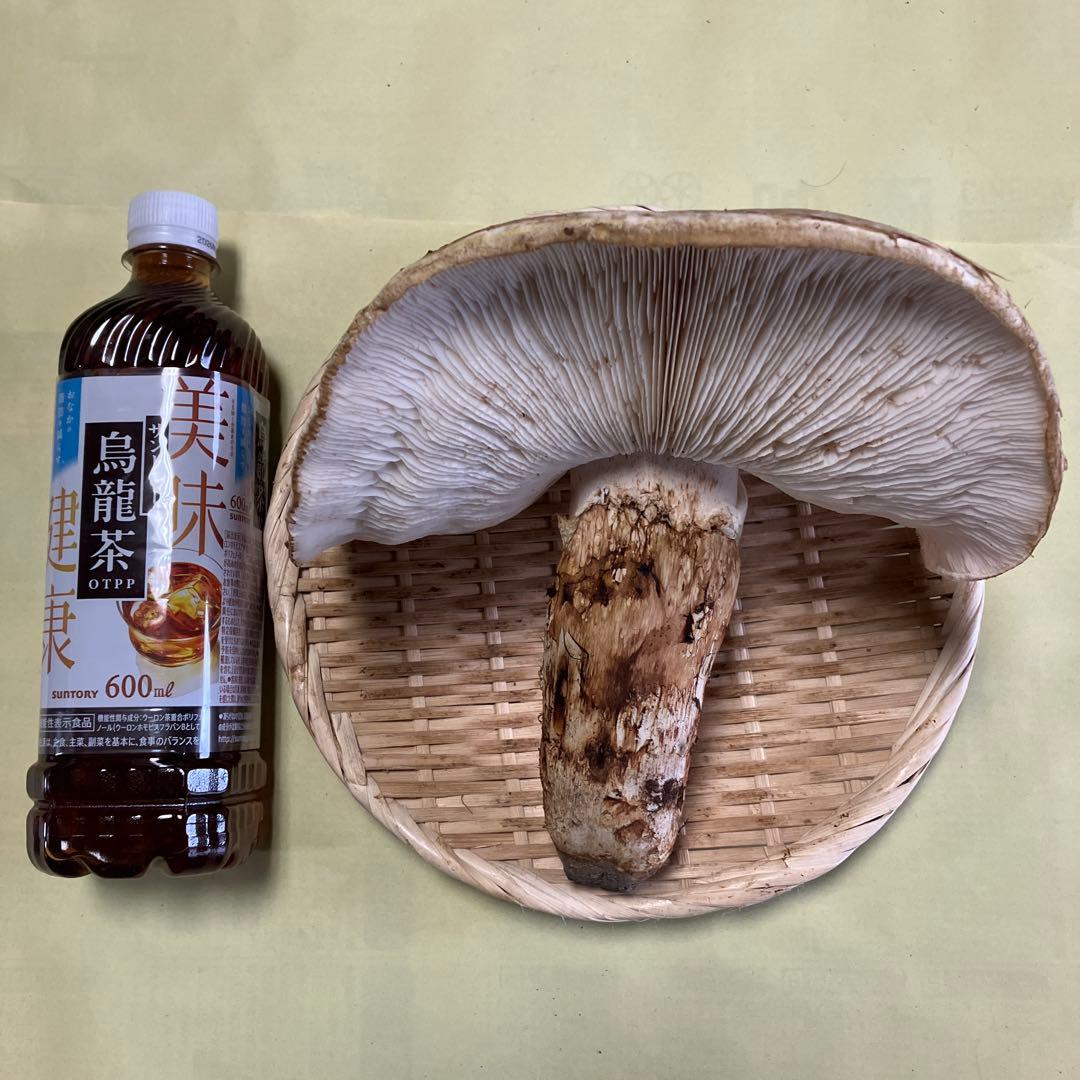 岩手県産松茸　特大開き ５９４g