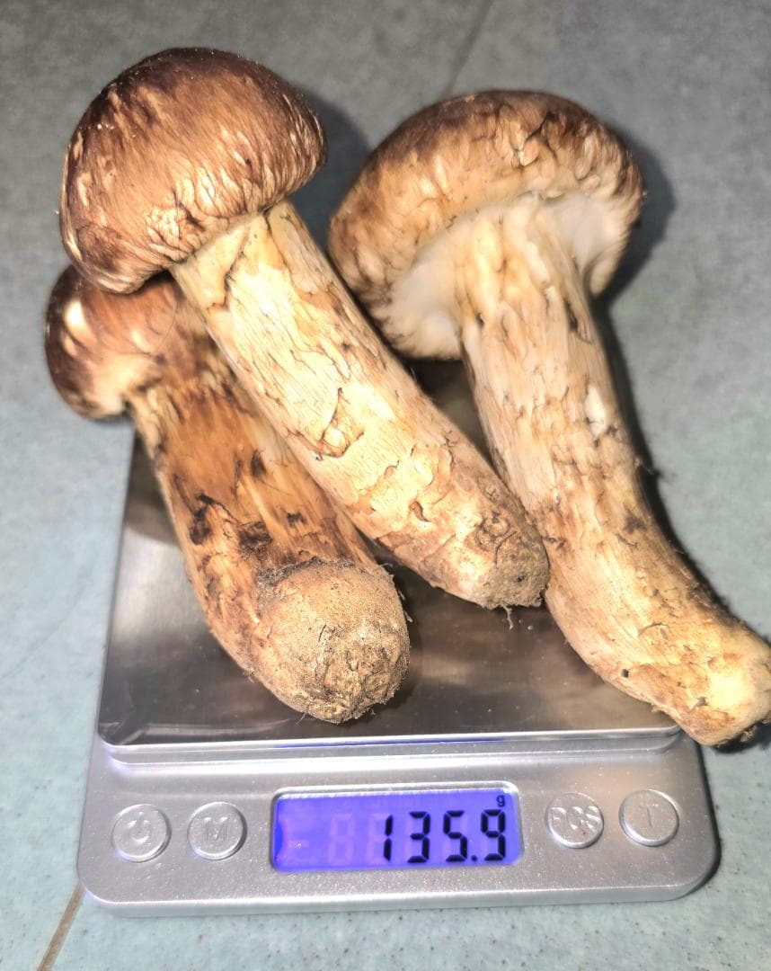 松茸 岩手県産 380g＋おまけ29g　10月18日獲れ