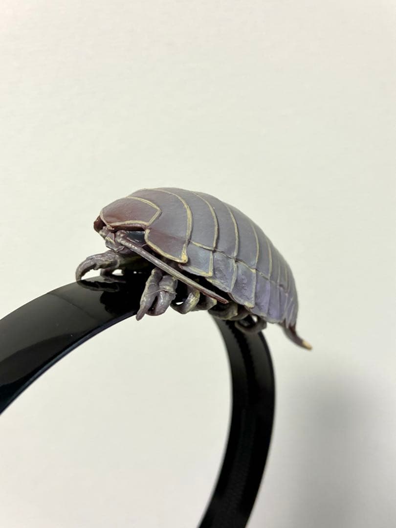 ダイオウグソクムシ　カチューシャ