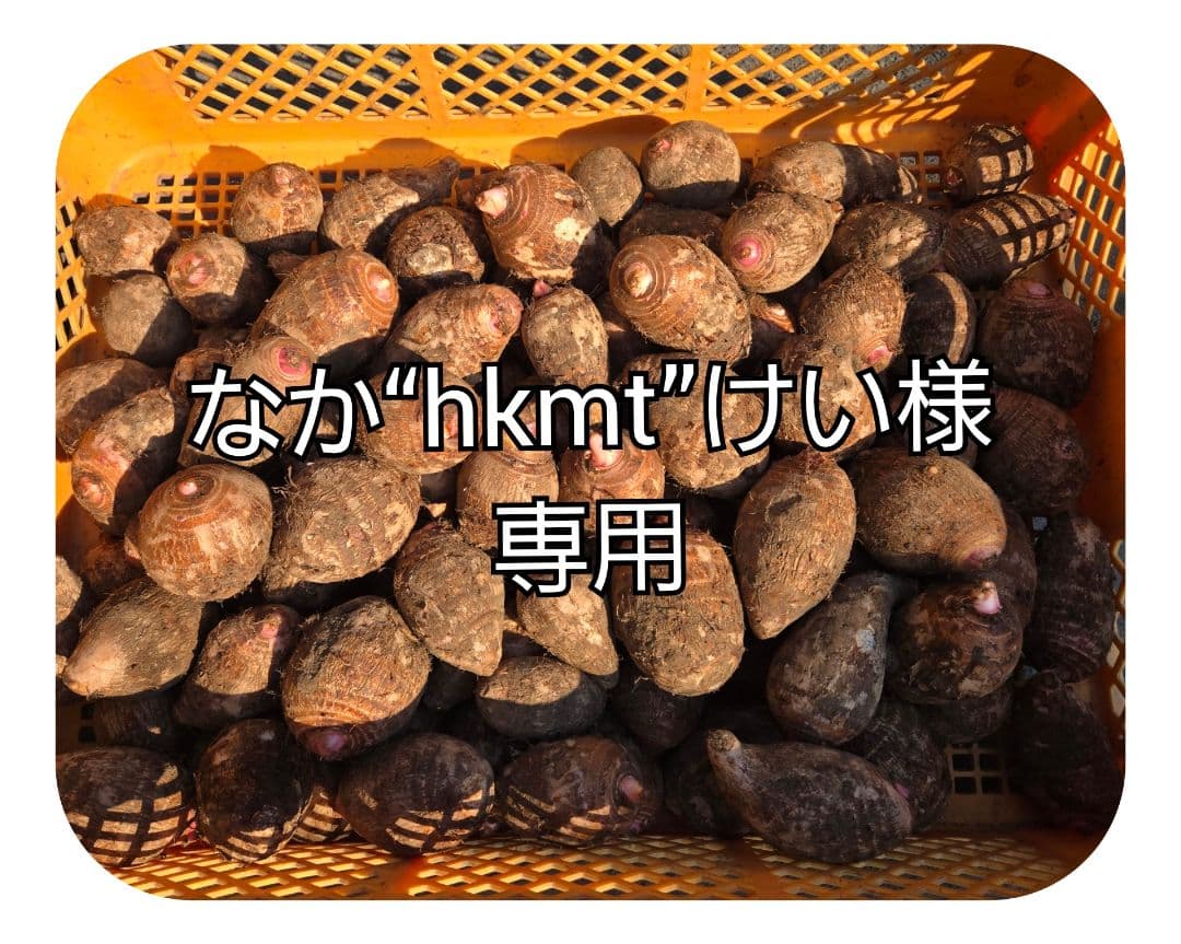 宮崎県産　里芋　赤芽芋20kg⑨