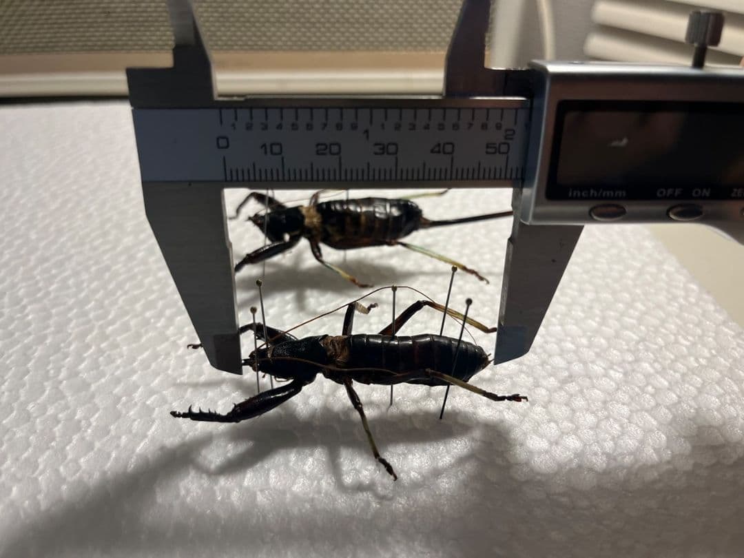 【53mm♂】マッチョキリギリス コロギス リオック　昆虫標本
