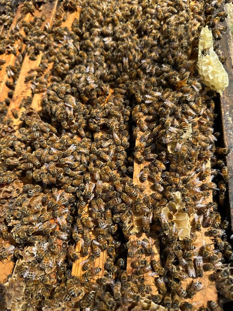 令和7年採蜜　栗ハチミツ!甘さ控えめビターな味の蜂蜜　内容量1kg 国産 無添加