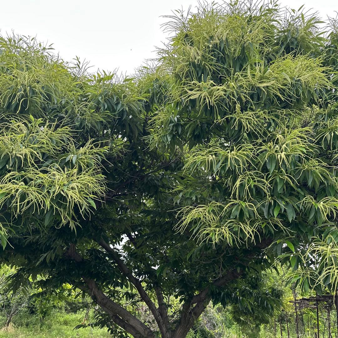 令和7年採蜜　栗ハチミツ!甘さ控えめビターな味の蜂蜜　内容量1kg 国産 無添加