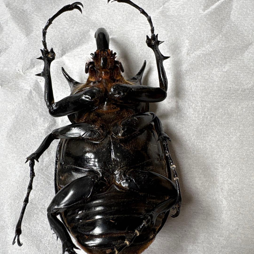 カブトムシ 標本セット 5匹