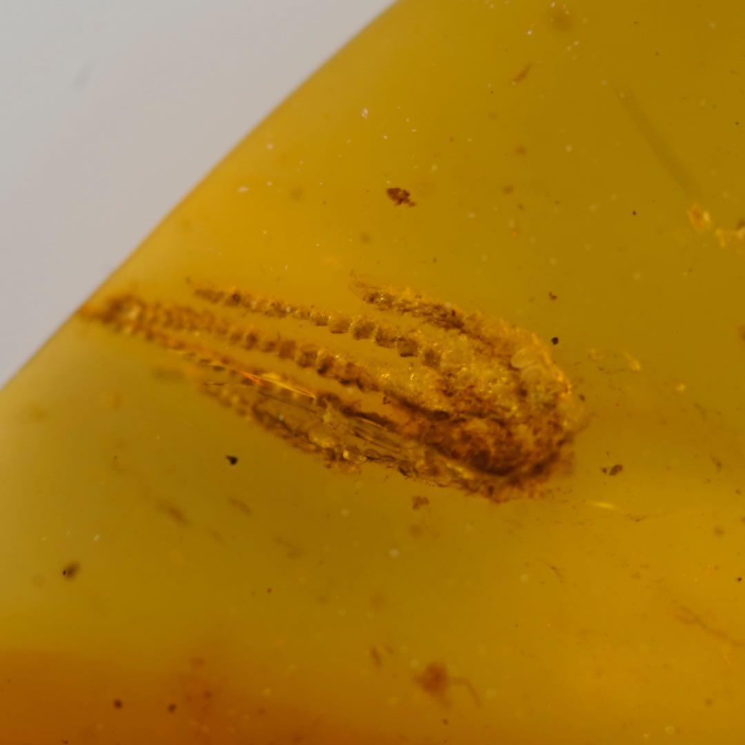 レア極上品手TT0004虫入り琥珀化石ミャンマーカムティかタナイ産9900万年前