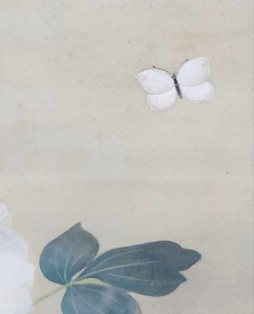 【富貴図】板倉星光 2662 白牡丹 富貴花 共箱 肉筆