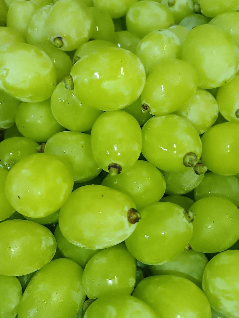 シャインマスカットの、グリーン多め入り5キロの粒バック入りになります。