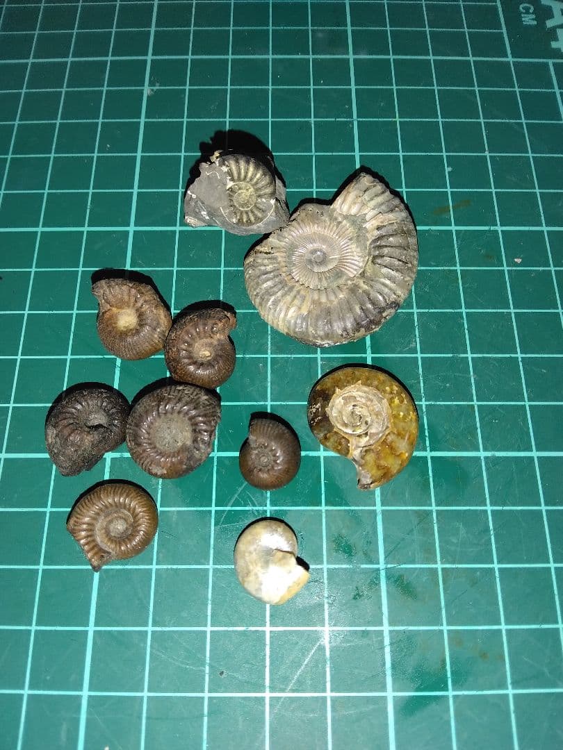 世界のアンモナイト　化石 ヘマタイト　方解石置換