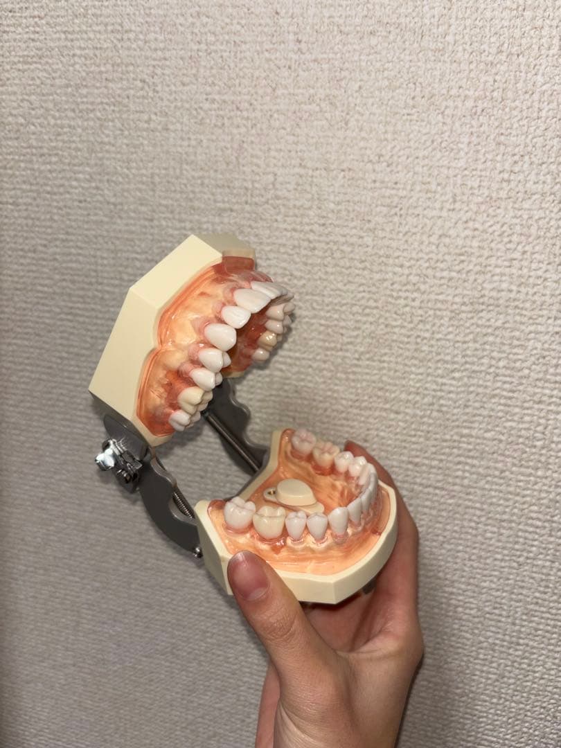 顎模型 歯科用模型セット NISSIN 歯科