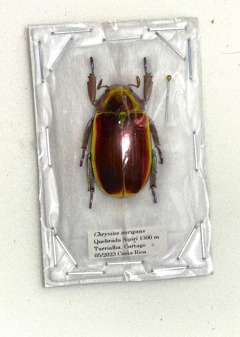 アウリガヌスプラチナコガネ　標本