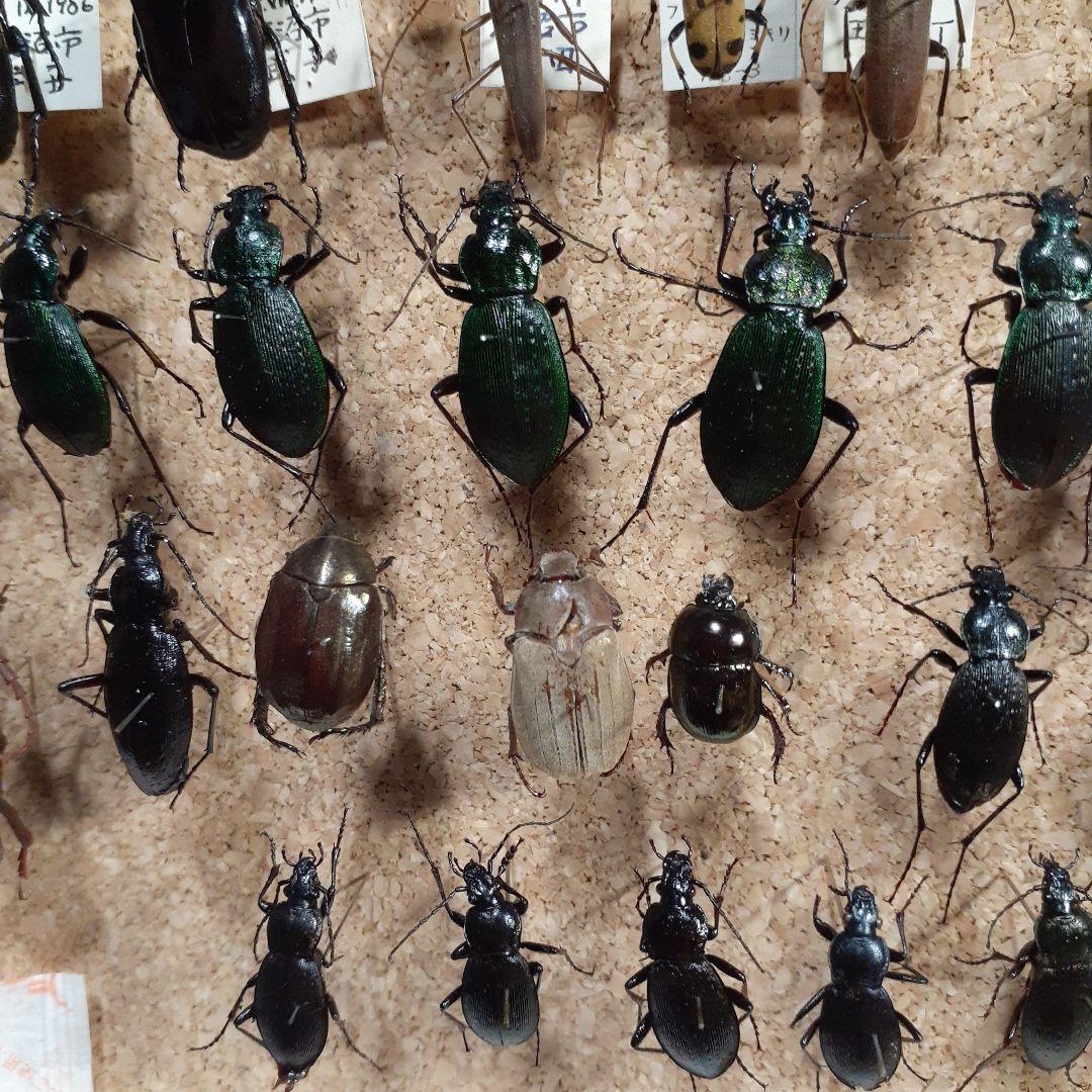 甲虫標本　カミキリムシ、オサムシほか66頭。大型ドイツ標本箱入り