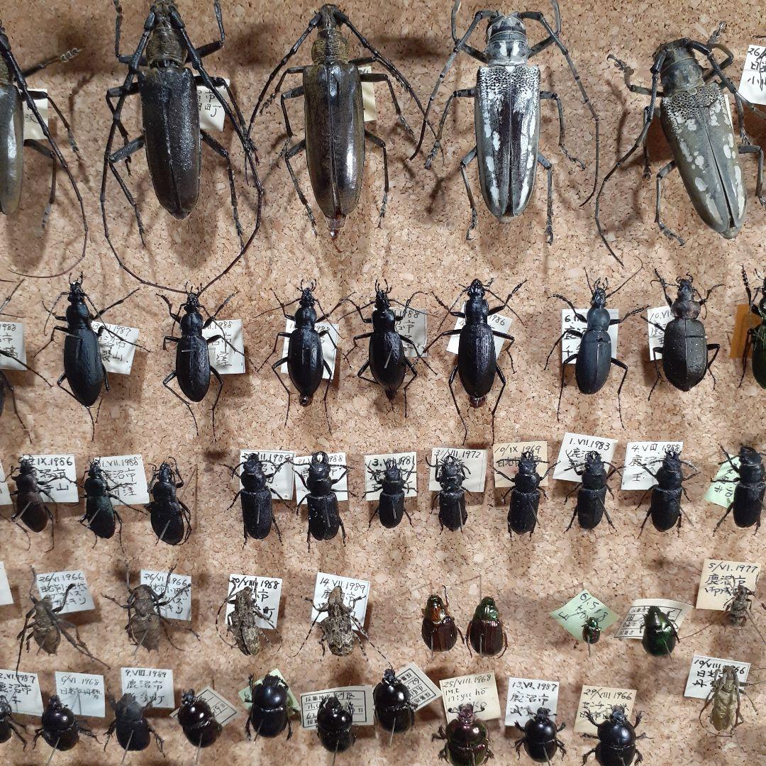 甲虫標本　カミキリムシ、オサムシほか66頭。大型ドイツ標本箱入り