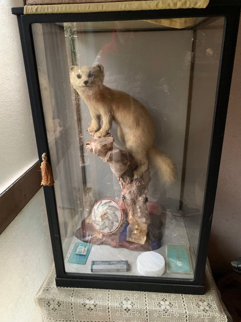 『テン』の剥製　はくせい　置き物