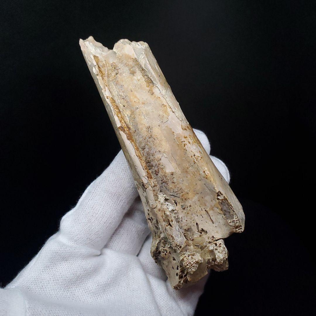 希少 アンハングエラ 化石 中手骨 恐竜 本物 111.02mm fr74