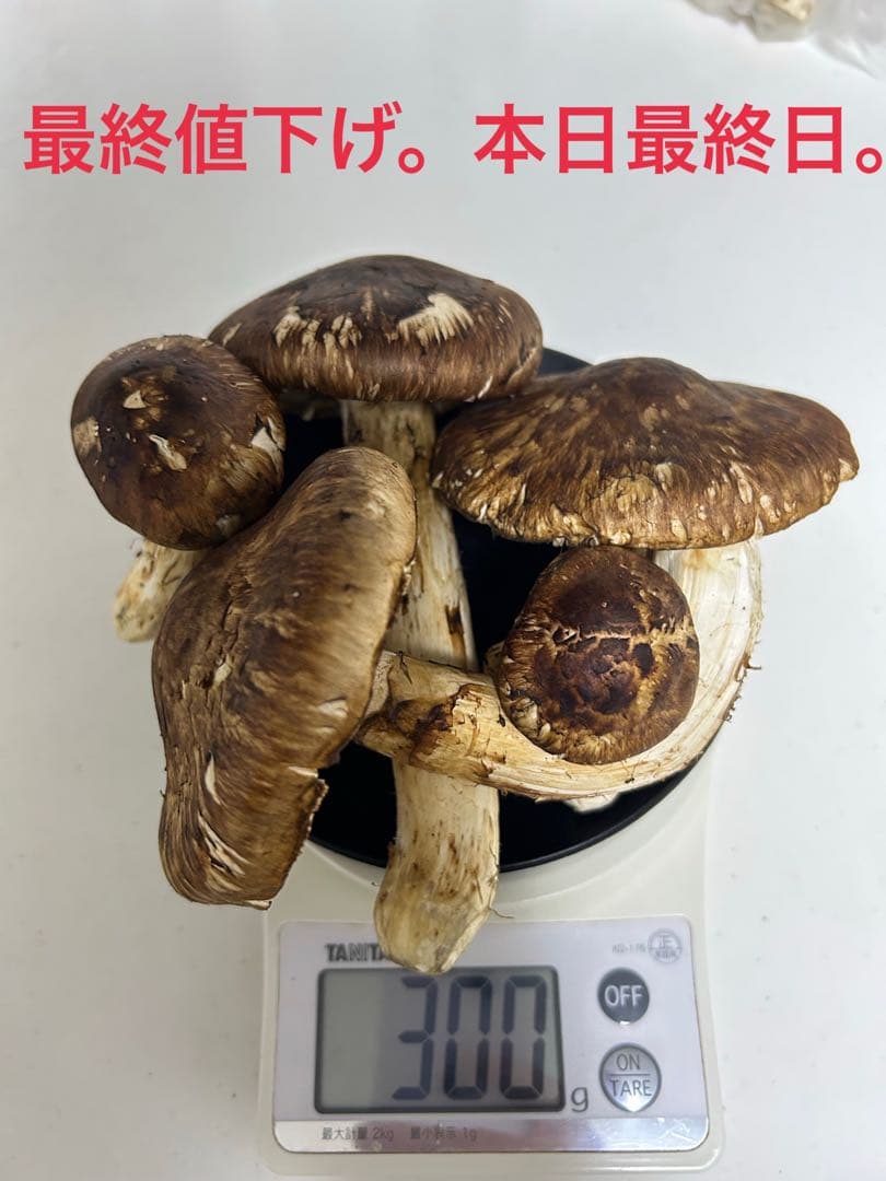 秋田県産松茸　　良型　300g 値下げ交渉可