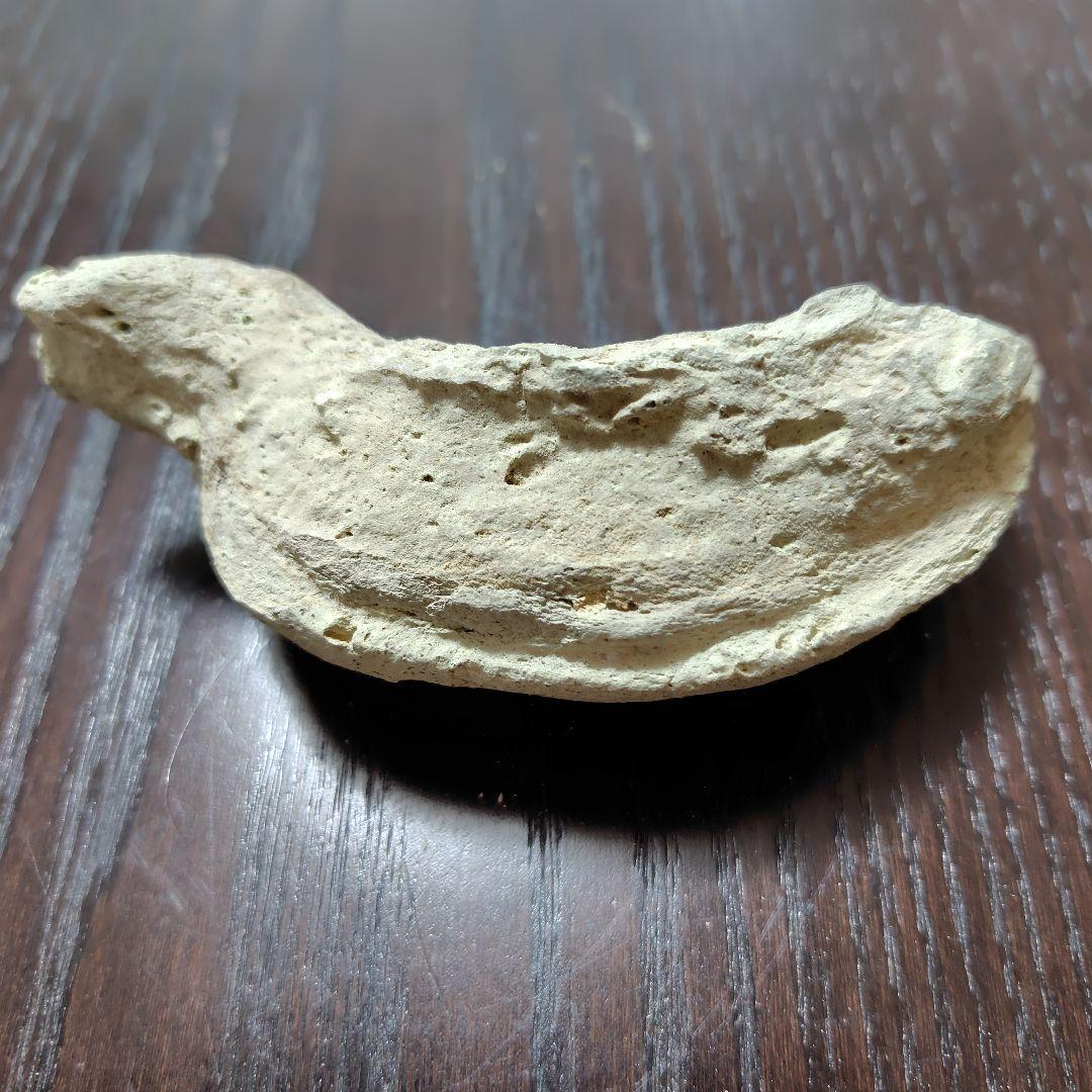 曲線的な形状の古瓦の化石