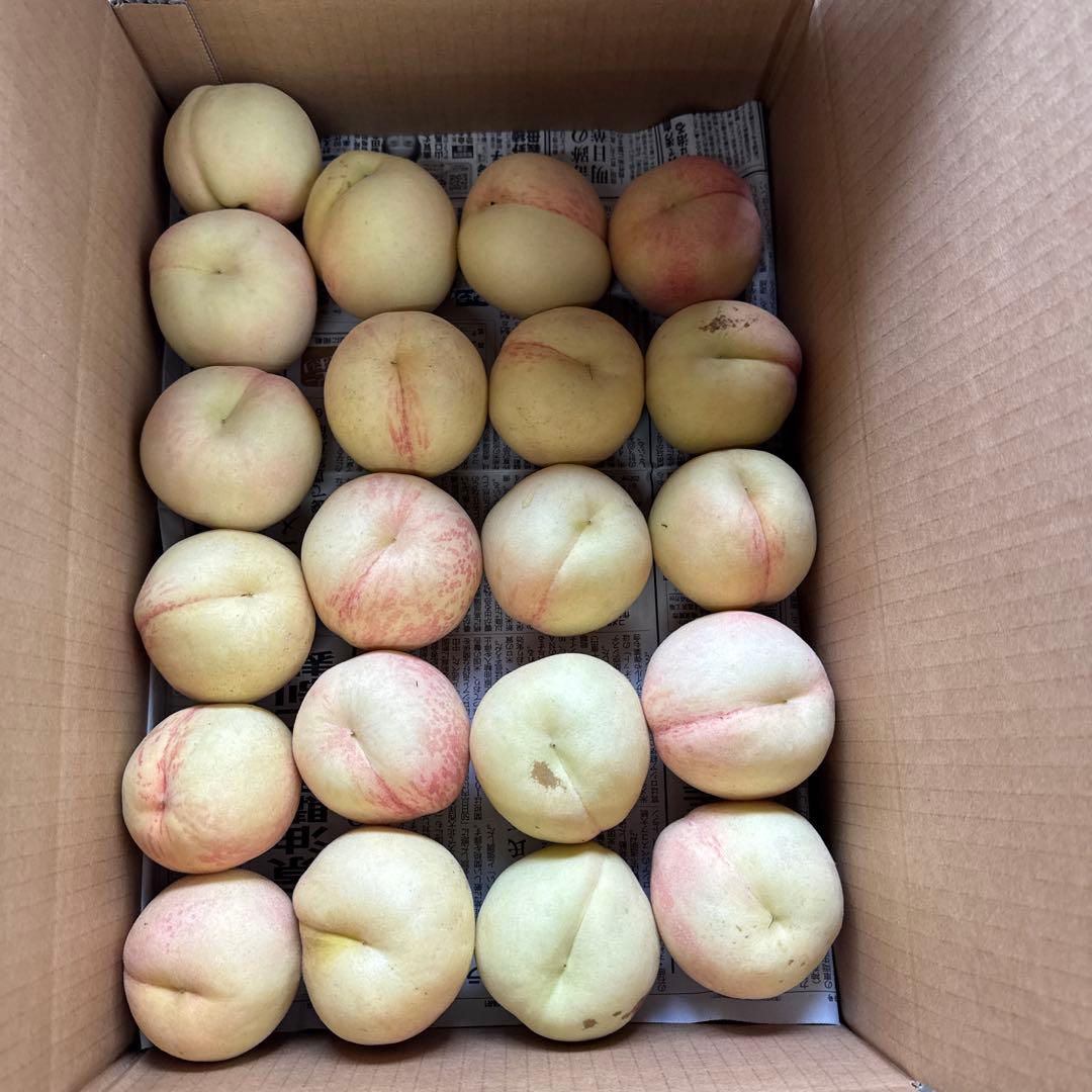 加工用　15キロ以上