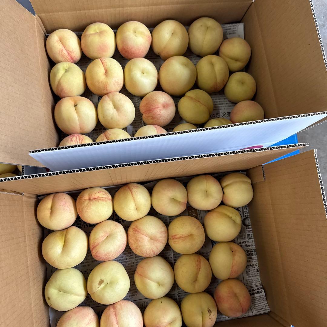 加工用　15キロ以上