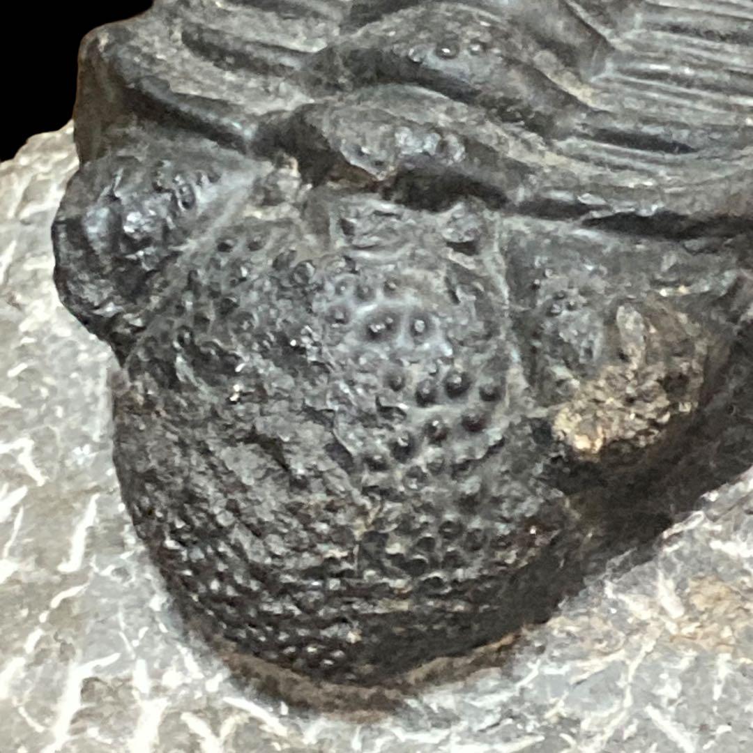 三葉虫化石 特大サイズ　全長約13cm