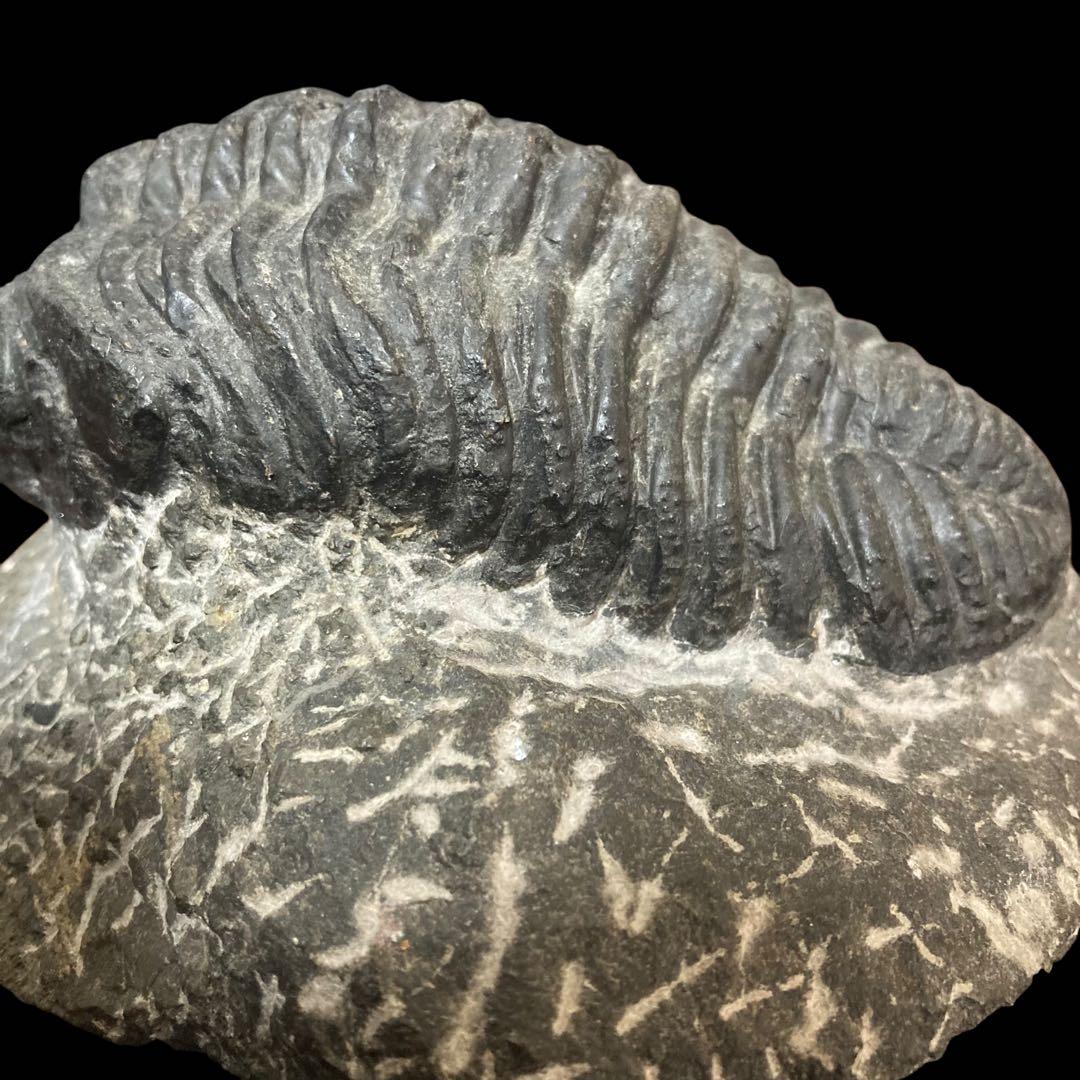 三葉虫化石 特大サイズ　全長約13cm