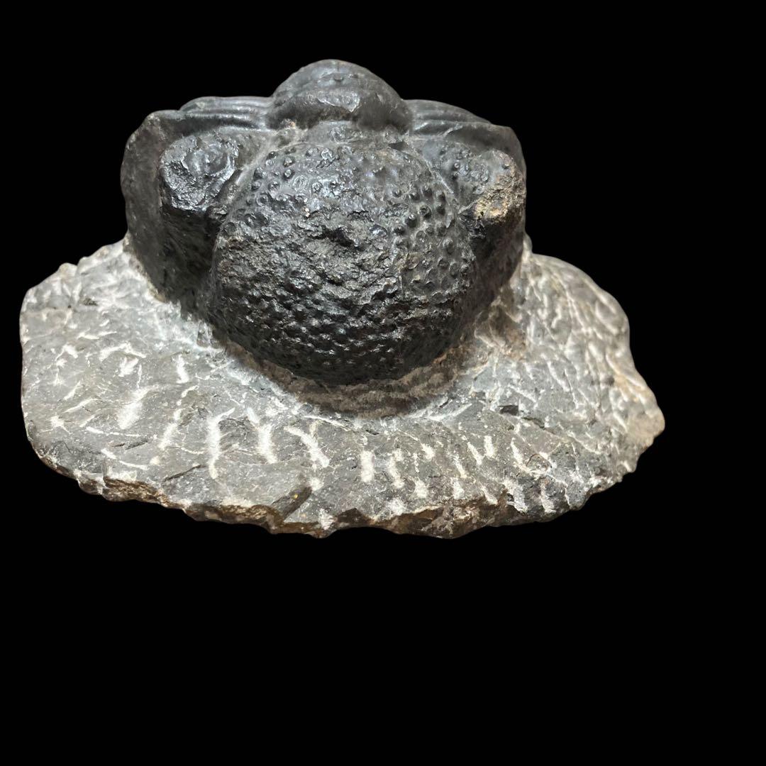 三葉虫化石 特大サイズ　全長約13cm