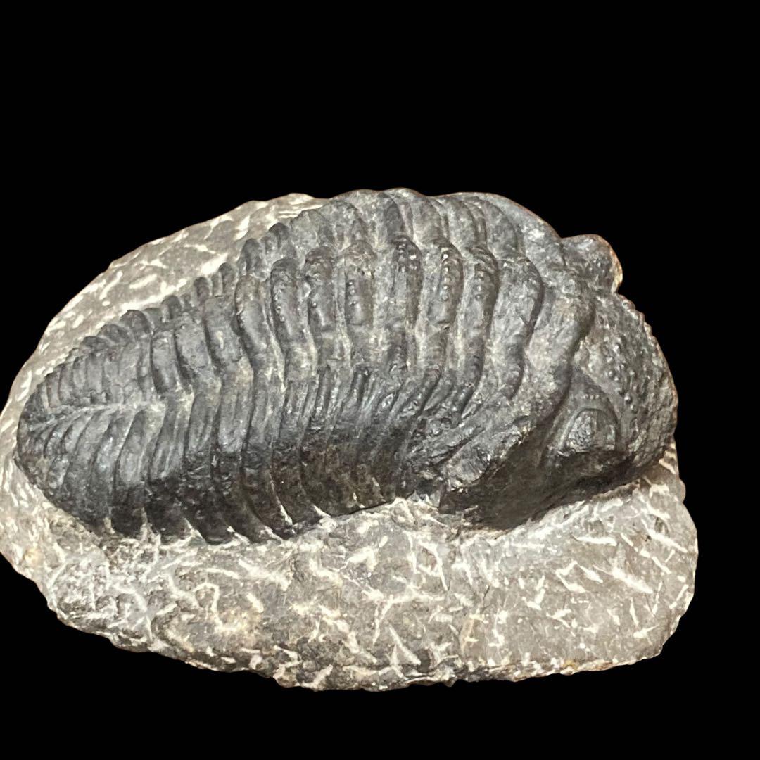 三葉虫化石 特大サイズ　全長約13cm