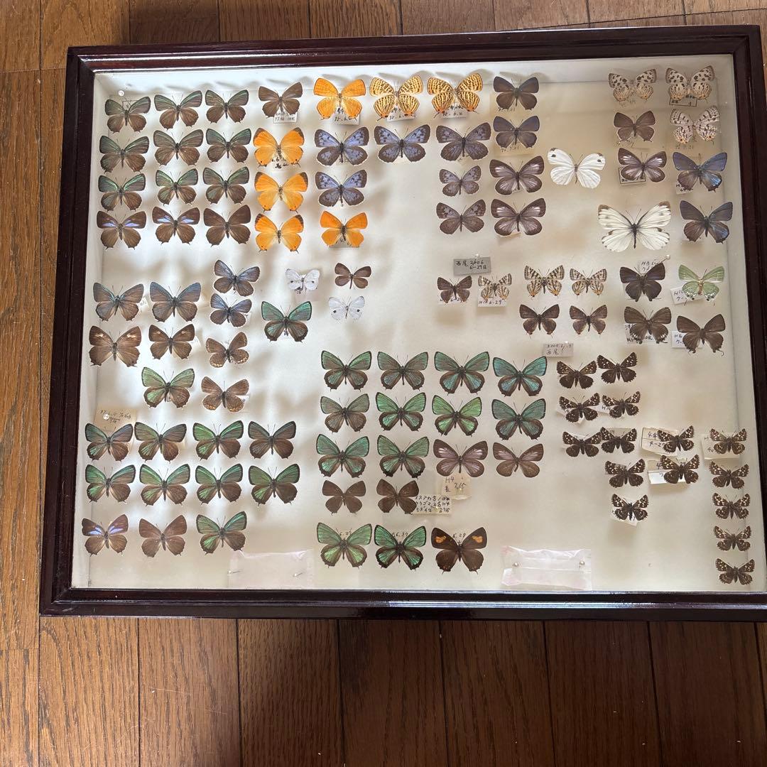 蝶の標本 フレーム入り 多数