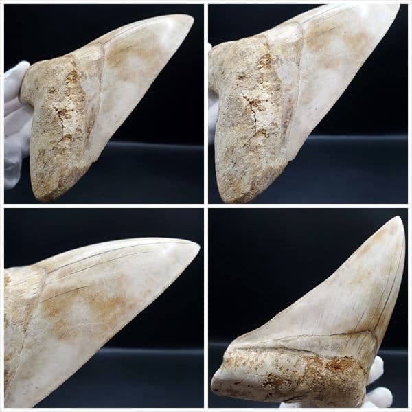 極上 メガロドン 歯 化石 本物 インドネシア 127.72mm mg10
