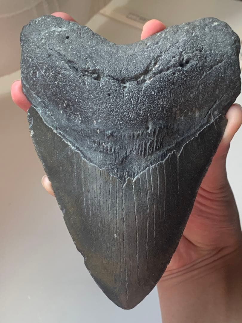最大級　メガロドン　化石　サメの歯　423g　隕石　恐竜　爪　牙　三葉虫　骨