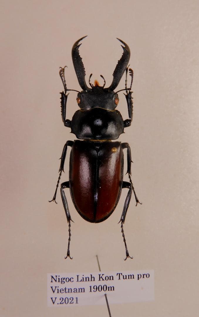 ベトナム産　マイシカクワガタ　45mm