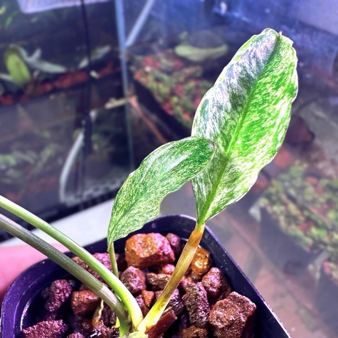 観*目様 ブセファランドラ（斑入り株）Bucephalandra Pipto と