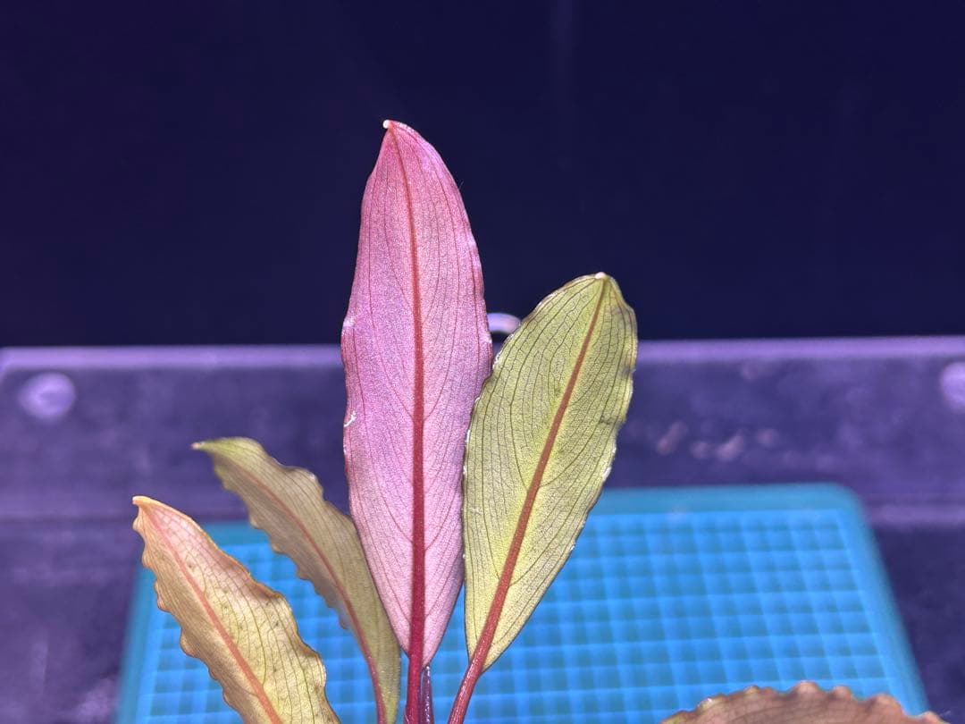 【AZ便】Bucephalandra sp. \"Deep Purple\" 初便